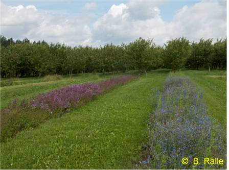 Annual flower strips at the edge of the orchard