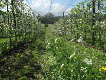 Inter-row flower strip in the orchard