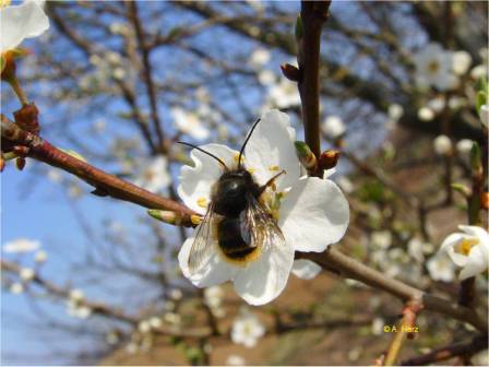 Wild bee on apple blossom