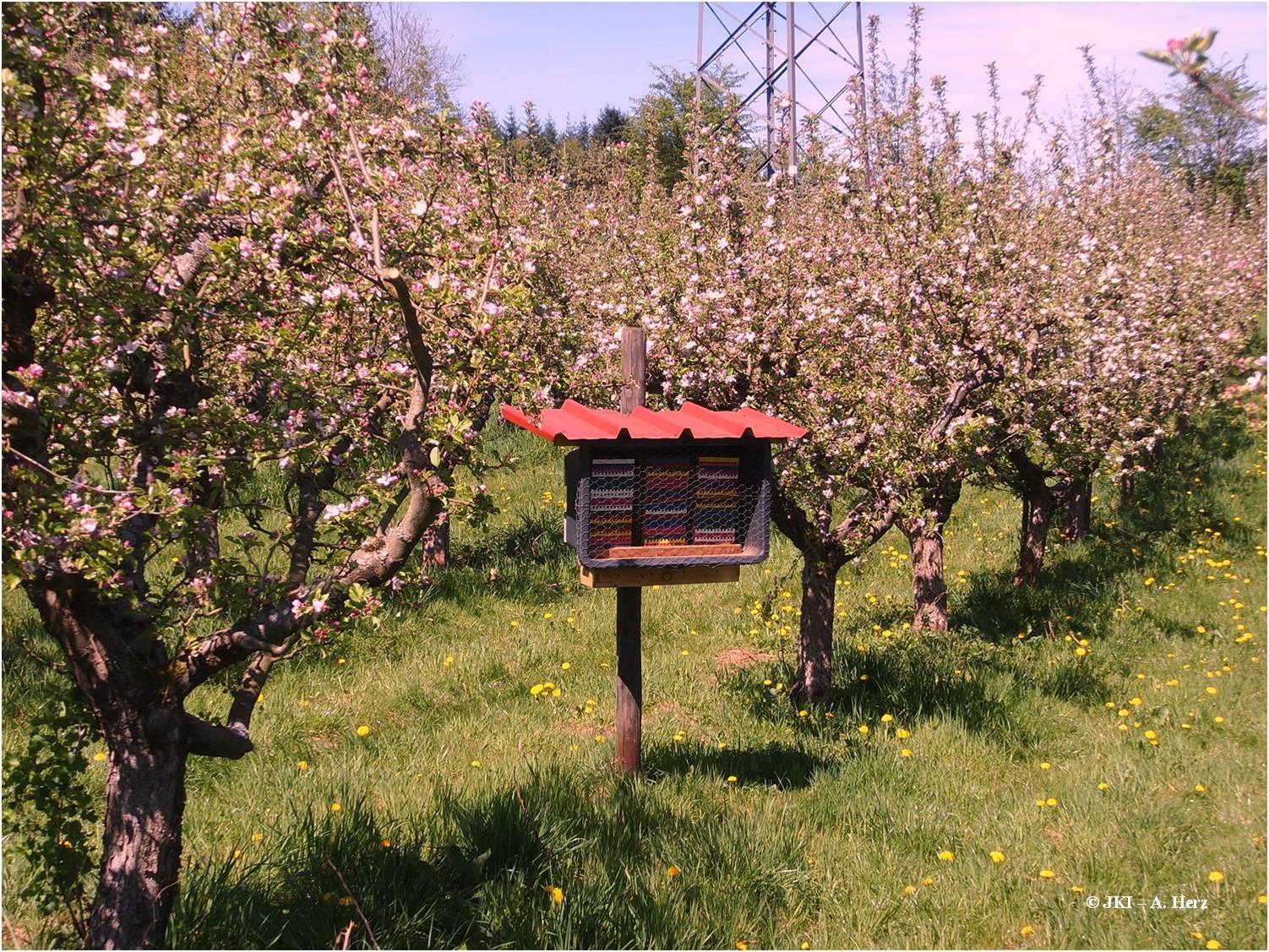 Flowering orchard with wild bee nesting box