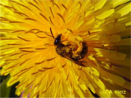 Wild bee on dandelion flower