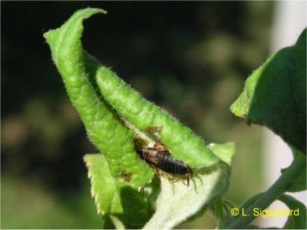 earwig feeding in aphid colony