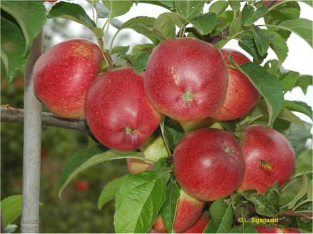 Healthy apples 