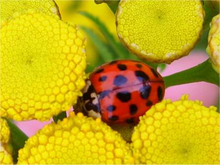 Ladybird beetle on flower