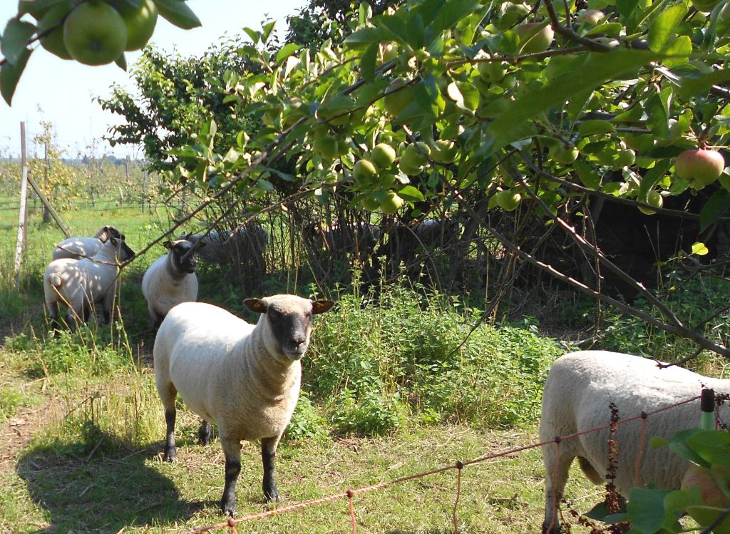 Sheeps in the orchard keep vegetation short